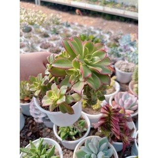 sen đá 3 màu  size trung 5-7cm