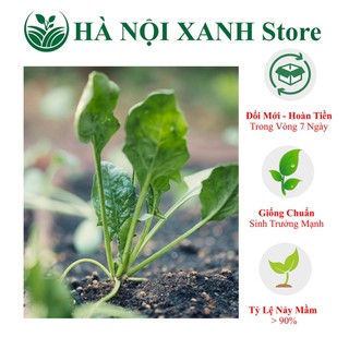 Cải bó xôi, binna, rau chân vịt