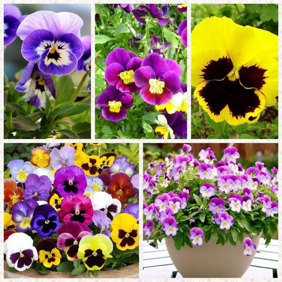 Hạt Giống Viola Pansy túi 500 hạt