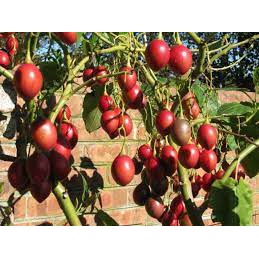 10h Hạt Giống Cà Chua Thân Gỗ Tamarillo Đỏ