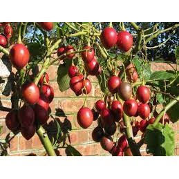 10h hạt giống cà chua thân gỗ tamarillo đỏ
