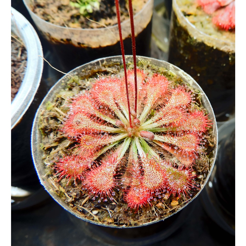 Cây gọng vó Drosera Tokainensis cây trưởng thành, bắt mồi bằng keo dính
