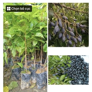 Trám đen nếp cây giống cao 60-70cm
