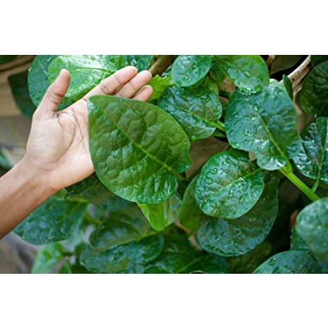 10Gr Hạt Giống Rau Mồng Tơi
