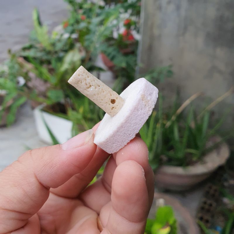 Đế frag gắn san hô