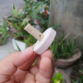 đế frag gắn san hô(100% từ đá san hô tự nhiên)