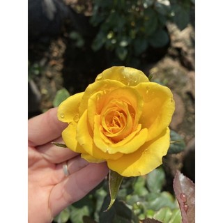 Sỉ cây hoa hồng tỉ muội vàng zalo 035 6077 695