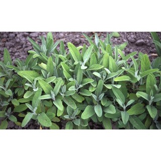 20h Hạt Giống Xô Thơm Sage