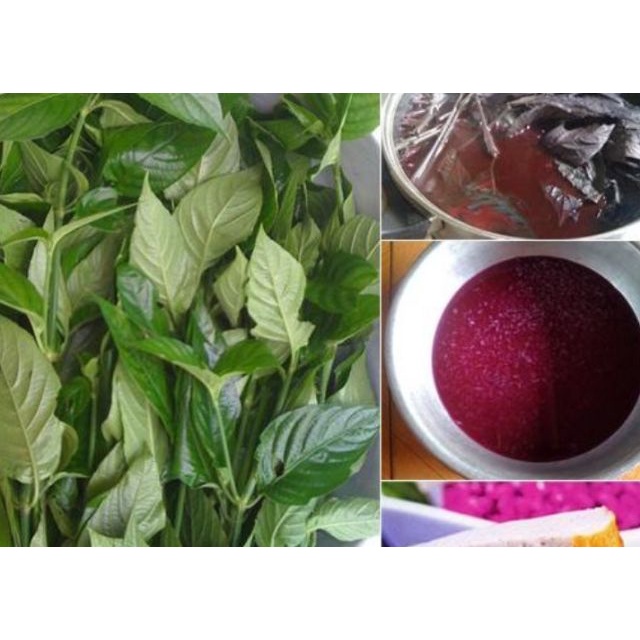 Cây lá cẩm tím - bầu cây giống