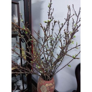 10 cành hoa mận rừng,hoa thật.