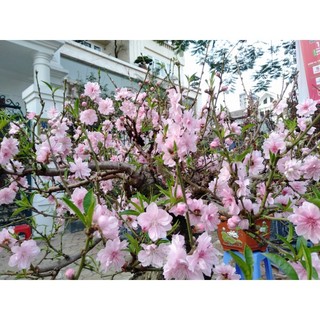 cây đào mộc châu (đào hoa) - cây giống