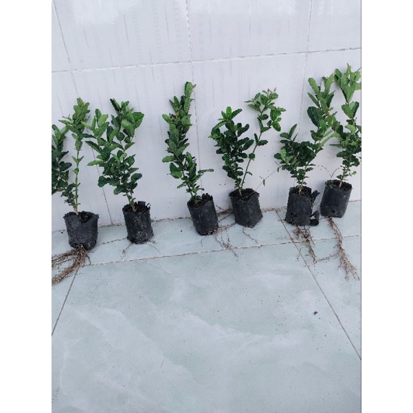 Cây siro 15k, hàng đẹp,khoẻ, dễ chăm sóc,mau cho trái