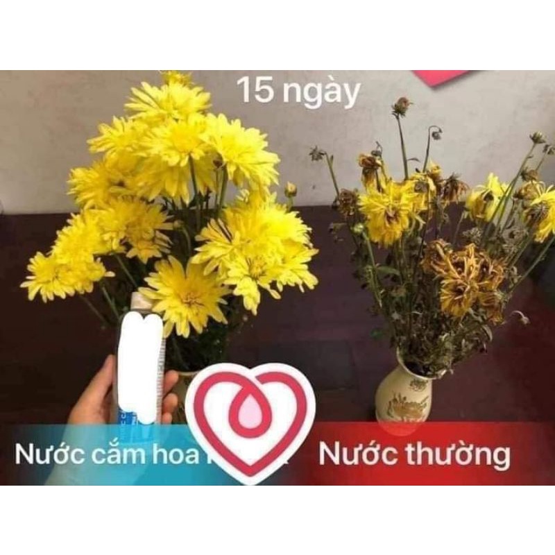 Nước cắm hoa đặc biệt giữ hoa tươi lâu và nước cắm không mùi tha hồ bày