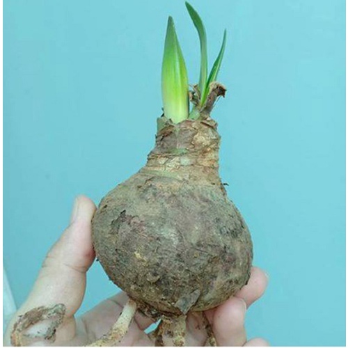 Củ hoa huệ đỏ - Huệ Tây đỏ