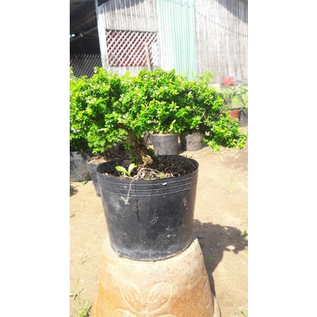 Cây linh sam bonsai