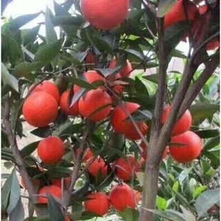 Cây giống Quýt Mỹ lùn