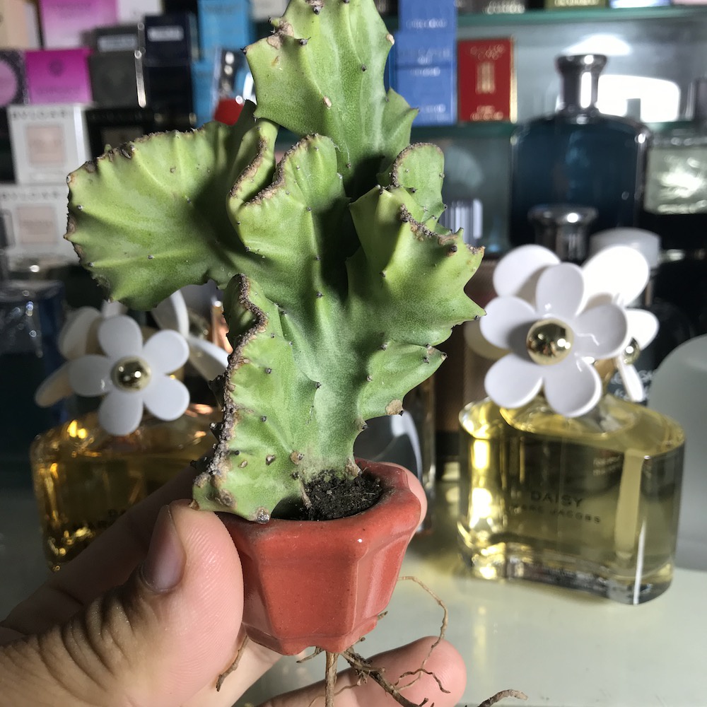 Cây xương rồng mini siêu dễ thương, cây thật!