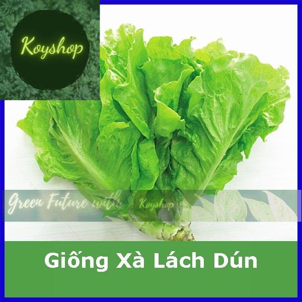 Hạt Giống Xà Lách Dún Vàng Chịu Nhiệt Tốt Rado Seeds. - Giá sỉ tốt hơn!