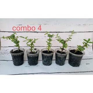 combo sam hương mini