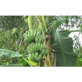 Cây giống chuối tây- chuối sứ