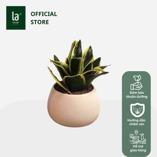 Cây Lưỡi Hổ Thái