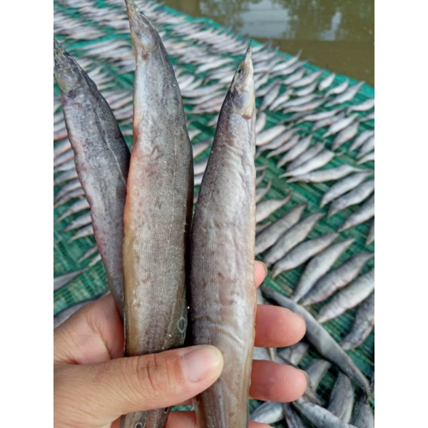 Khô cá chạch size đại vị vừa ăn