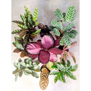 Cây đuôi công nhiều màu nhiều size như ảnh từng mẫu