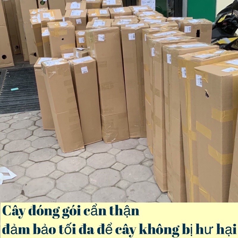 Cây táo thái xanh quả to, ngọt, quả to, năng suất cao, cao 50cm mua 5 cây tặng 1 cây