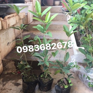 Cây mộc hương sz nhỡ, cao 45-60cm
