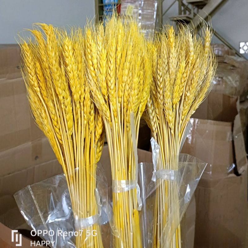 Bó 100 Bông lúa mạch vàng loại 1 siêu đẹp, hoa khô lúa mạch tài lộc, may mắn - Siêu Thị Happy