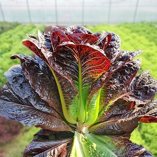 Hạt giống xà lách romaine tím