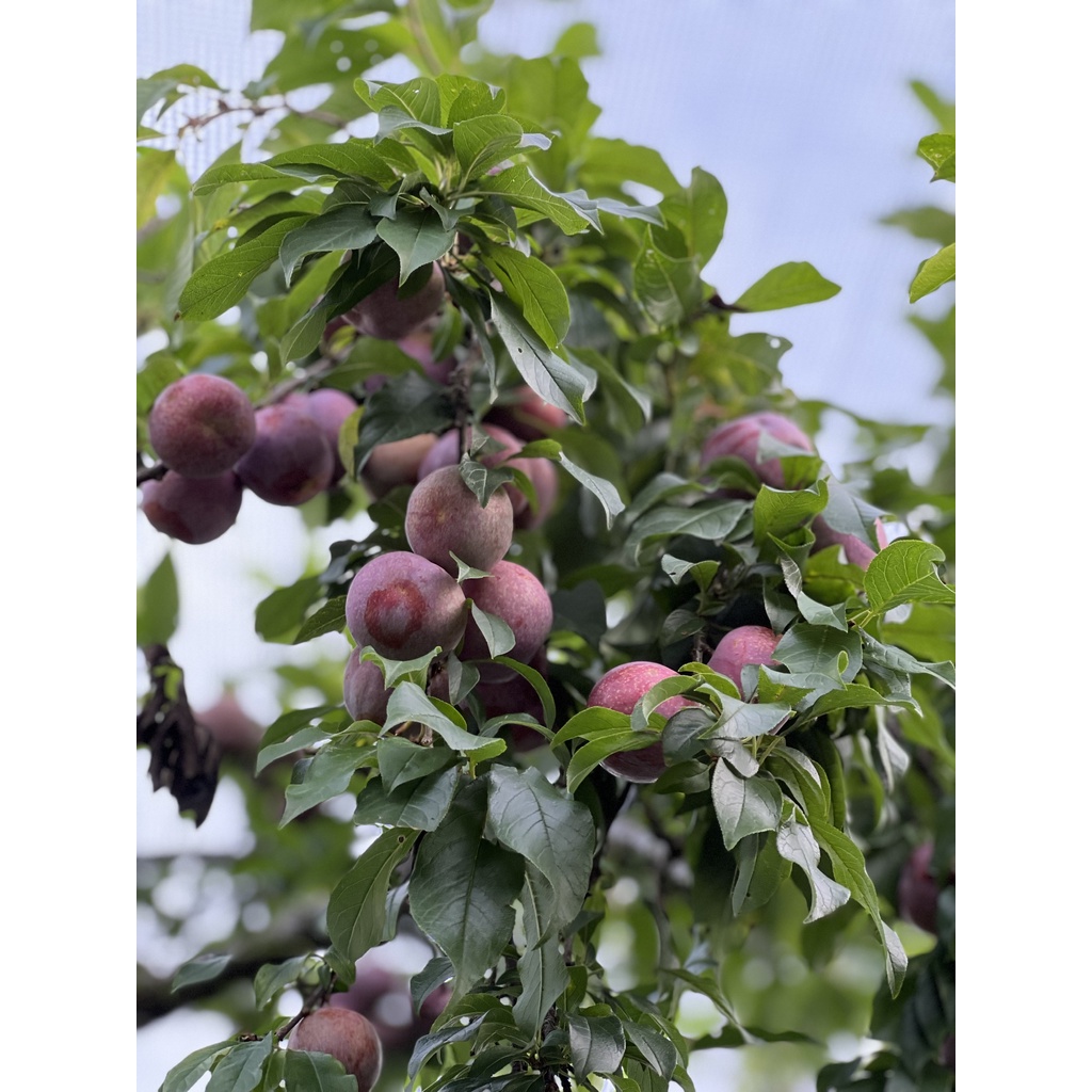 Hoa quả sấy - Mận Hậu tách hạt sấy dẻo