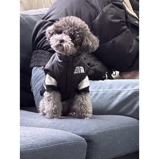 Áo phao và áo len sọc cho cún siêu dễ thương 😍🐶