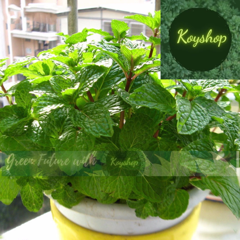Hạt Giống Húng lủi Bạc Hà - Rado Seeds X 2 gói - Giá sỉ tốt hơn!