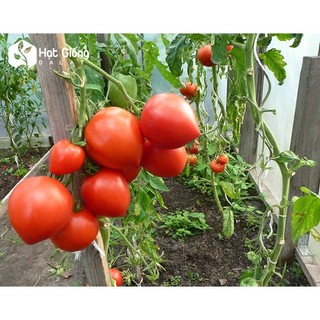 30h hạt giống cà chua trái tim đỏ