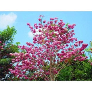 Cây giống cây gạo hồng