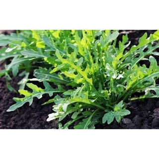 100h Hạt Giống Arugula Rocket Lá Chẻ Pro