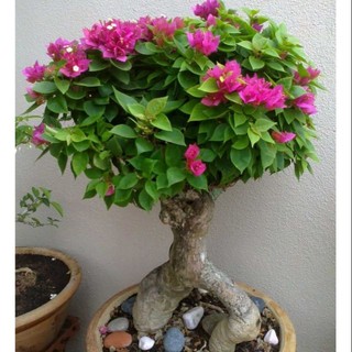 Hoa giấy Mỹ bonsai mini