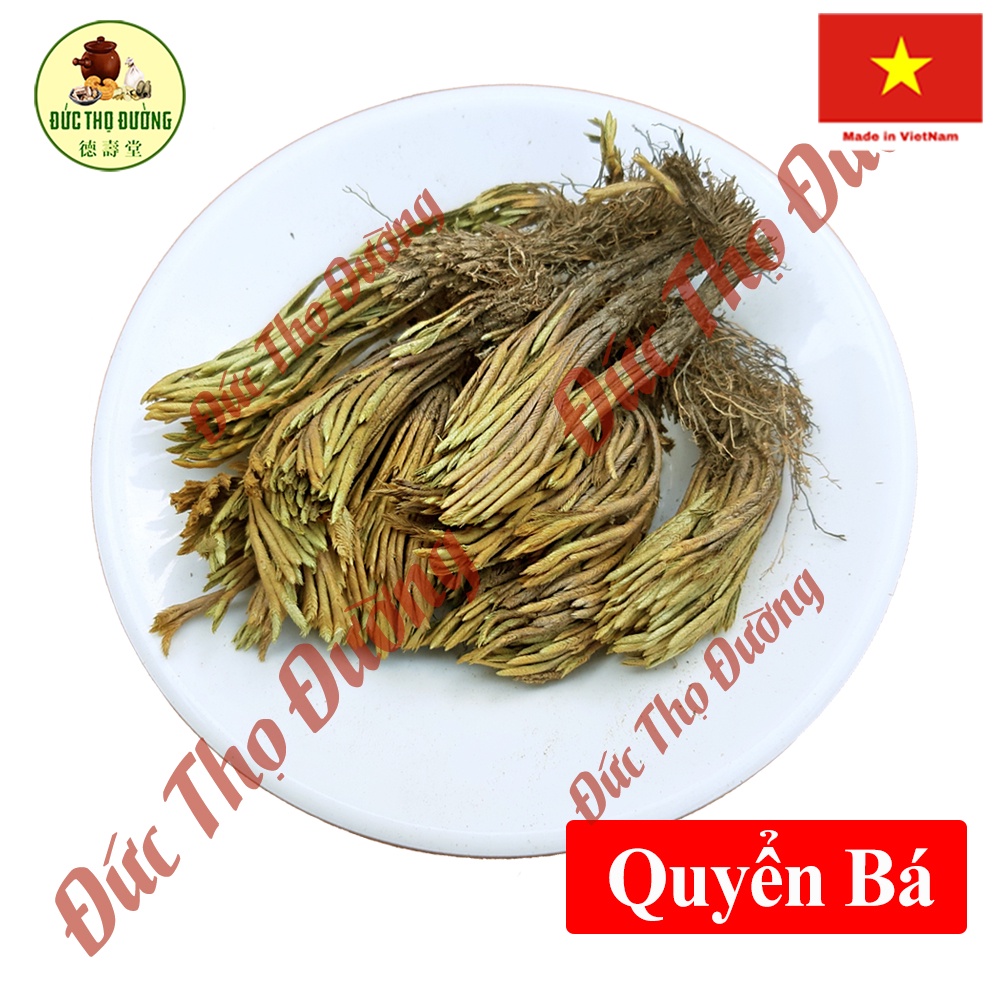 Quyển Bá - cây trường sinh - móng lưng rồng - Túi 500g