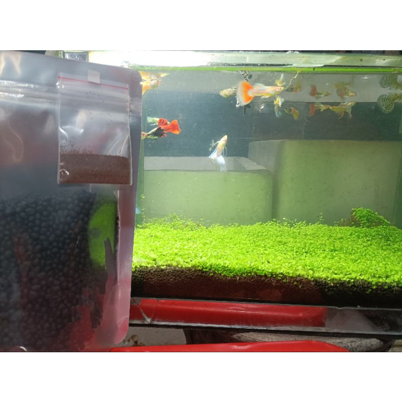 Đất nền  500gr và hạt giống thủy sinh