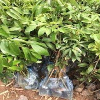 CÂY GIỐNG VẢI KHÔNG HẠT ( CÂY TO BẦU LỚN SIÊU TỐT))