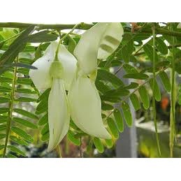 2Gr Hạt Giống Cây Bông So Đũa