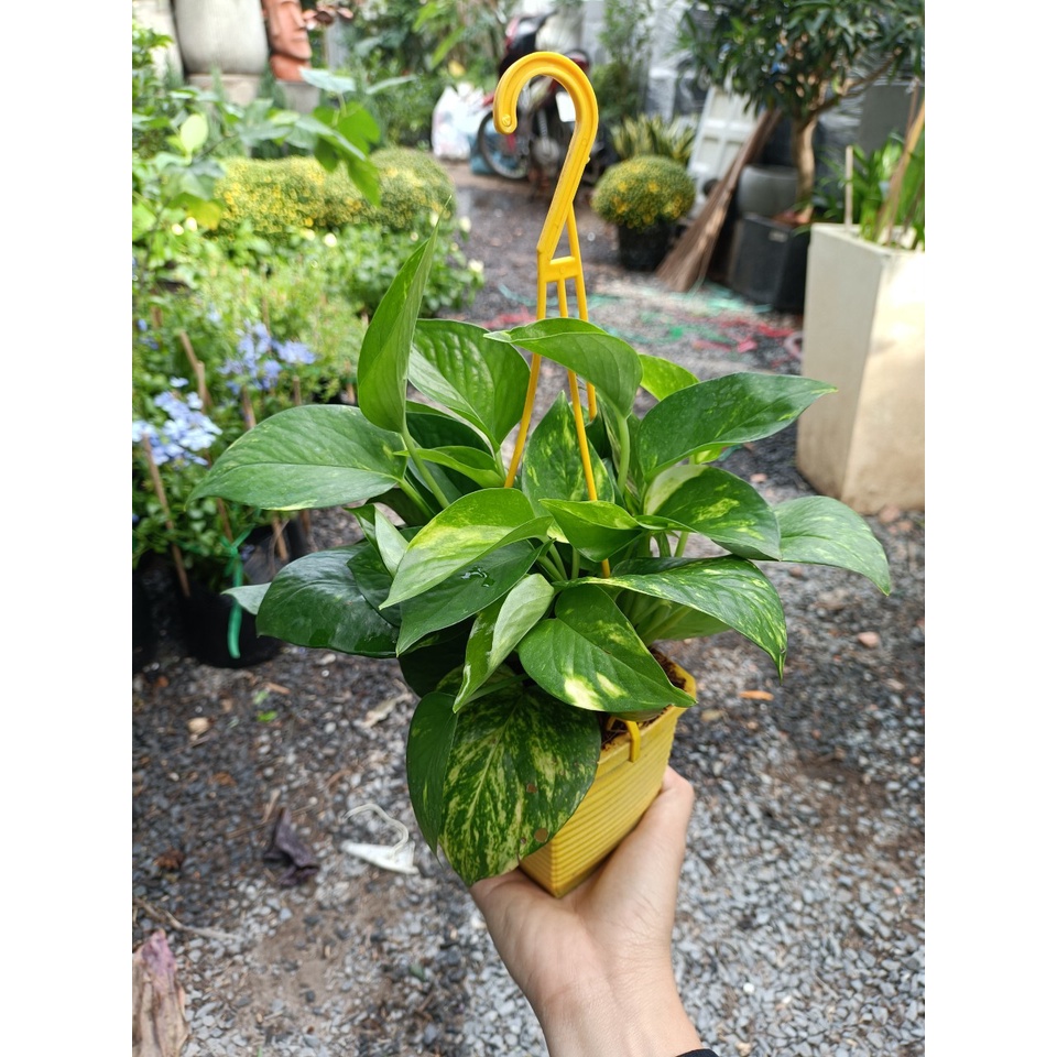 Cây trầu bà xanh ta treo mini