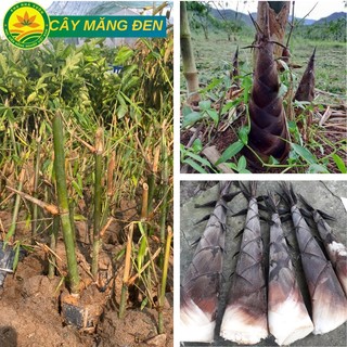 Cây giống Măng Tre Đen hay còn gọi là Măng Lục Trúc đặc giống măng chất lượng cao nhiều dinh dưỡng