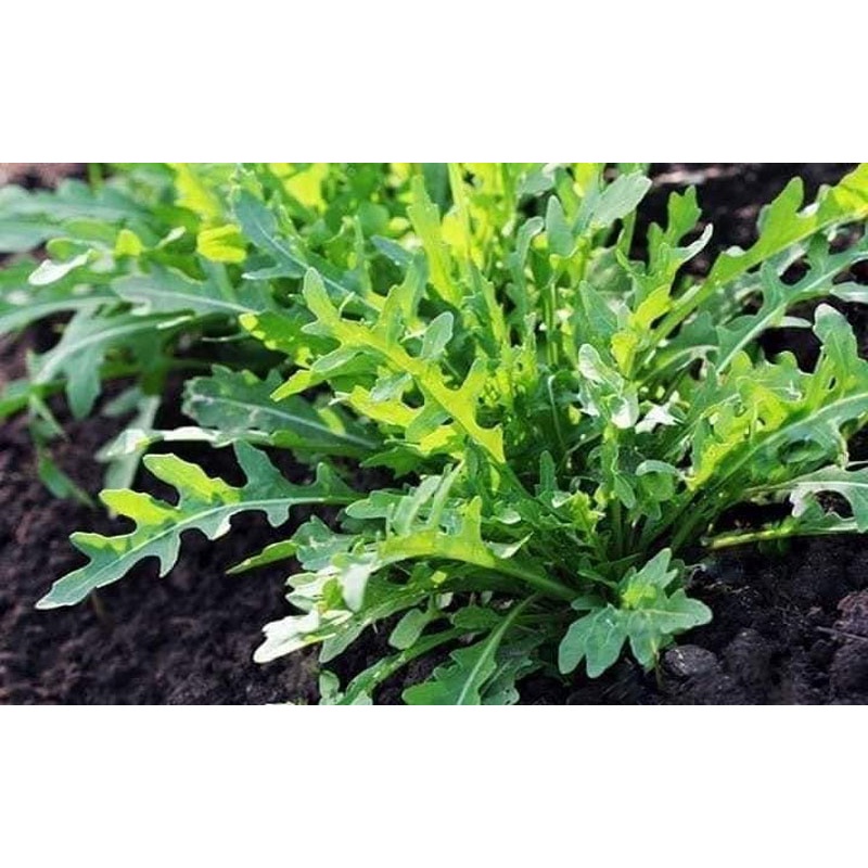 500h Hạt Giống Arugula Rocket Lá Chẻ Pro