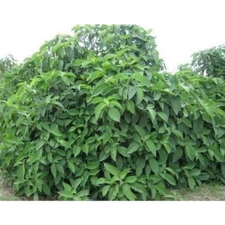 Chè Khổng Lồ chăn nuôi gia cầm gia súc