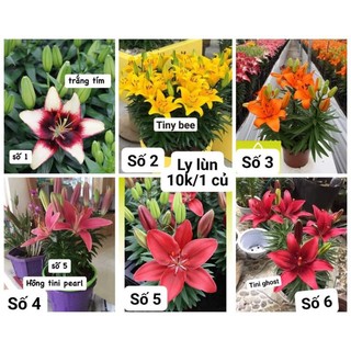 Củ hoa ly lùn Hà Lan trồng tết âm lịch