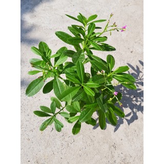 [Nhu_Mai_Garden]cây giống sâm đất (cây thổ sâm, rau sâm)- cây giống to