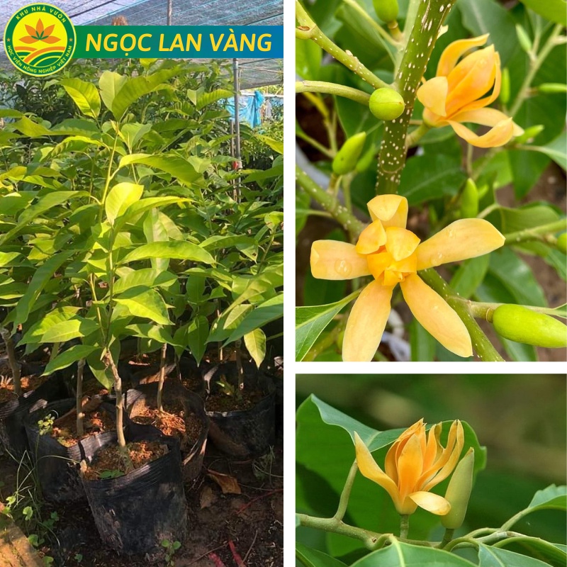 Cây giống Ngọc Lan vàng, cây giống ghép cành sớm cho hoa, thơm ngọt quanh năm siêu nụ giống chuẩn F1 (khác với gieo hạt)