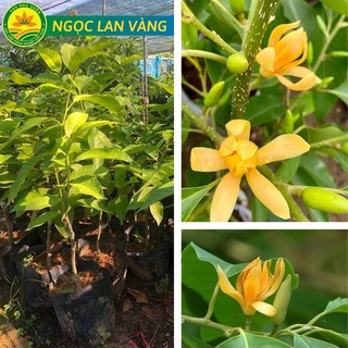 Cây giống Ngọc Lan vàng, cây giống ghép cành sớm cho hoa, thơm ngọt quanh năm siêu nụ giống chuẩn F1